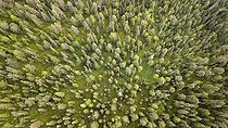 Biosphoto | 2552273 | Drone shot, boreal, arctic conifers, forest, moss, wetland, salla, Lappi, Finland, Finland, Europe | &copy; Gerhard Zwerger-Schoner / imageBROKER / Biosphoto
