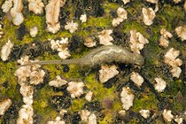 Biosphoto | 2602105 | Dronefly (Eristalis sp) larva in a pond, Couffy, Loir et Cher, France | &copy; Bruno Guénard / Biosphoto