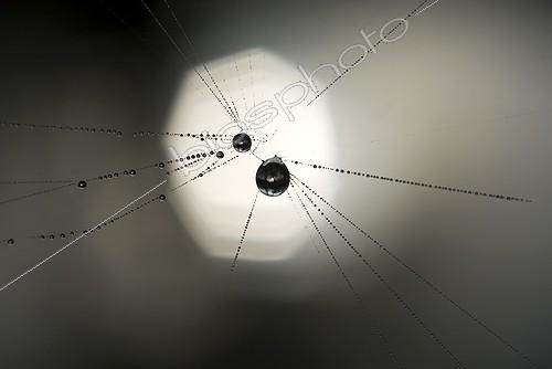 Biosphoto | 893787 | Drop of dew on spider France  | &copy; Hervé Chellé  / Biosphoto