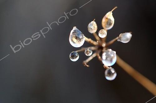 Biosphoto | 345620 | Drops of dew on an Angelica Puy-de-Dôme France | &copy; Hervé Chellé  / Biosphoto