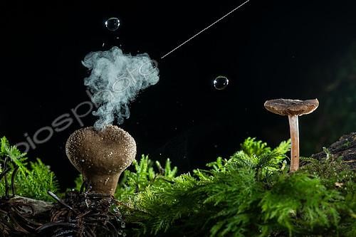 Biosphoto | 2415811 | Drops of water and explosion of spores on a pear-shaped wolf's pursePuffball (Lycoperdon piriforme), France | &copy; Stéphane Vitzthum / Biosphoto