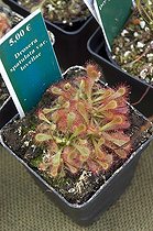 Biosphoto | 449192 | DROSERA | &copy; DIGIT images / Biosphoto