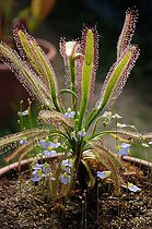 Biosphoto | 149510 | Drosera and Bladderworts in a pot in spring France | &copy; Philippe Giraud / Biosphoto