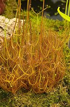 Biosphoto | 449777 | DROSERA BINATA | &copy; DIGIT images / Biosphoto