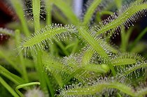 Biosphoto | 533373 | Drosera Cape France | &copy; Denis Bringard / Biosphoto