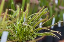 Biosphoto | 449194 | DROSERA CAPENSIS 'FEUILLES LARGES' | &copy; DIGIT images / Biosphoto