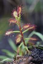 Biosphoto | 890947 | Drosera dans la zone humide de la savane PN de Loango | &copy; Stéphan Bonneau / Biosphoto