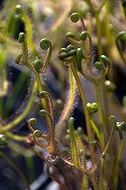 Biosphoto | 1821975 | Drosera | &copy; DIGIT images / Biosphoto