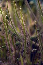 Biosphoto | 1821976 | Drosera | &copy; DIGIT images / Biosphoto