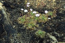 Biosphoto | 1821698 | Drosera | &copy; DIGIT images / Biosphoto