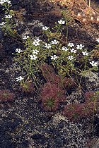 Biosphoto | 1821697 | Drosera | &copy; DIGIT images / Biosphoto