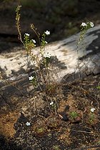 Biosphoto | 1821695 | Drosera | &copy; DIGIT images / Biosphoto