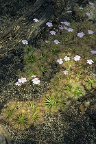 Biosphoto | 1821696 | Drosera | &copy; DIGIT images / Biosphoto