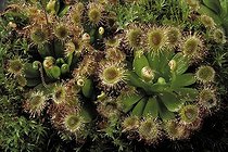Biosphoto | 512808 | Drosera | &copy; Pascal Goetgheluck / Biosphoto
