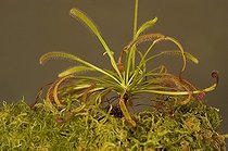 Biosphoto | 153433 | Drosera en studio | &copy; Thierry Van Baelinghem / Biosphoto