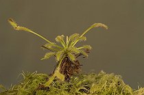 Biosphoto | 153436 | Drosera en studio | &copy; Thierry Van Baelinghem / Biosphoto