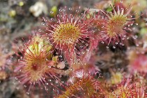 Biosphoto | 923942 | Drosera equipped with sticky hairs in summer France | &copy; Muriel Hazan / Biosphoto