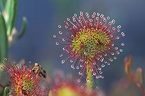 Biosphoto | 43635 | Drosera et insecte Vosges France | &copy; Jean-Michel Lenoir / Biosphoto