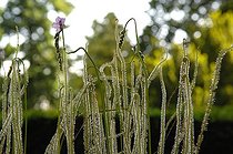 Biosphoto | 473773 | Drosera filipendula Alsace France | &copy; Claude Thouvenin / Biosphoto