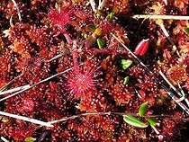 Biosphoto | 80407 | Drosera flower Nigula Estonia [AT] | &copy; Pierre Huguet-Dubief / Biosphoto