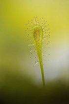 Biosphoto | 2583196 | Drosera glandular hairs, Carnivorous plant | &copy; Robin Fourré / Biosphoto