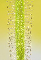 Biosphoto | 2583198 | Drosera glandular hairs, Carnivorous plant | &copy; Robin Fourré / Biosphoto