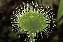 Biosphoto | 10630 | Drosera Haute-Savoie France | &copy; Jean-Philippe Delobelle / Biosphoto