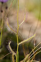Biosphoto | 1543665 | Drosera in the mountains of Cederberg in South africa | &copy; Jean-Philippe Delobelle / Biosphoto