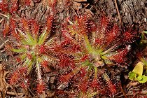 Biosphoto | 1992318 | Drosera neocaledonica - New Caledonia  | &copy; David Massemin / Biosphoto