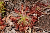 Biosphoto | 2017214 | Drosera neocaledonica - New Caledonia  | &copy; David Massemin / Biosphoto