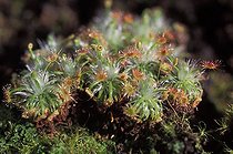 Biosphoto | 31451 | Drosera plante carnivore | &copy; Muriel Hazan / Biosphoto