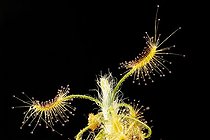 Biosphoto | 170462 | Drosera pygmée scorpioide au Jardin Botanique de Lyon | &copy; Fred Muller / Biosphoto