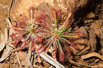 Biosphoto | 1517929 | Drosera South Wood New Caledonia | &copy; David Massemin / Biosphoto