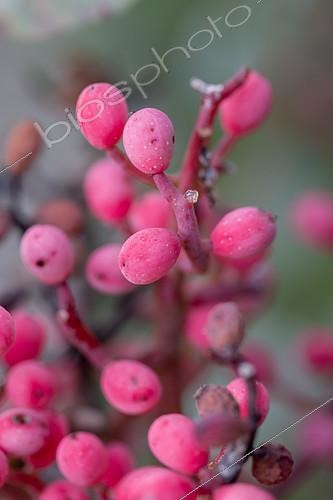 Biosphoto | 2488393 | Drupes de Pistachier térébinthe (Pistacia terebinthus), Gard, France | &copy; Marie Aymerez / Biosphoto