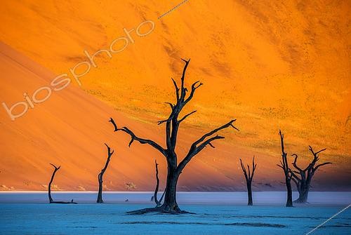 Biosphoto | 2505105 | Dry beautiful trees on the background of the red dunes with a beautiful texture of sand. Sossusvlei. Namib-Naukluft National Park. Landscapes of Namibia. Africa. | &copy; Andrey Gudkov / Biosphoto