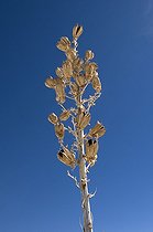 Biosphoto | 1249409 | Dryed Soaptree Yucca capsules White Sands NM USA | &copy; Daniel Heuclin / Biosphoto