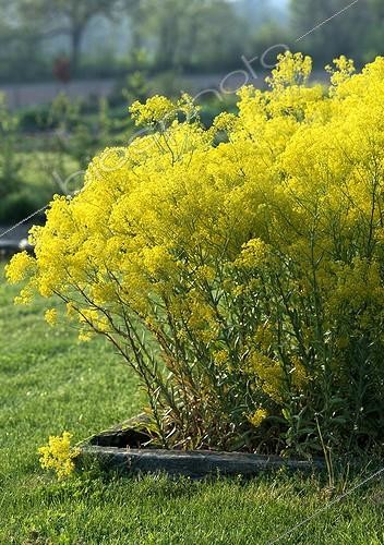 Biosphoto | 1184599 | Dryer's woad in bloom in a garden | &copy; Gilles Le Scanff & Joëlle-Caroline Mayer / Biosphoto