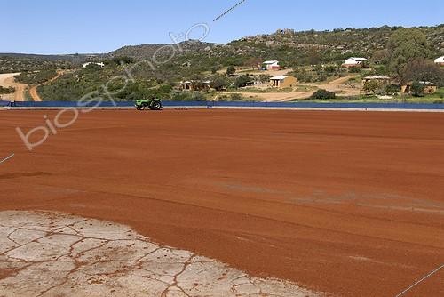 Biosphoto | 553361 | Drying of Rooibos tea South Africa ; Clanwilliam area. | &copy; Muriel Hazan / Biosphoto