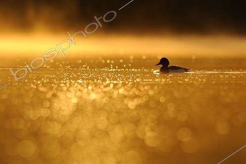 Biosphoto | 1501923 | Duck on Bambois lake at sunrise Belgium  ; Feather of mist | © Jean-Pierre Frippiat / Biosphoto