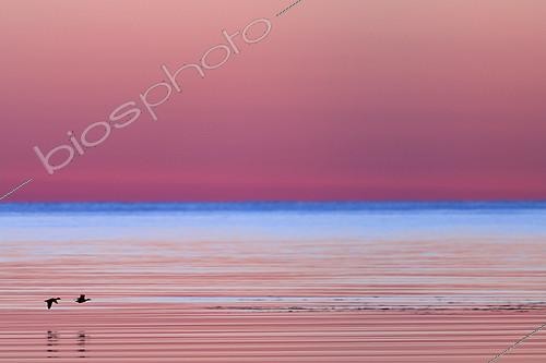 Biosphoto | 2078604 | Ducks in flight on Baltic sea at dawn, Sweden | &copy; Philippe Moës / Biosphoto