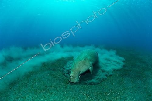 Biosphoto | 1953086 | Dugong grazing in a seagrass - Vanuatu  | &copy; Tobias Bernhard Raff / Biosphoto