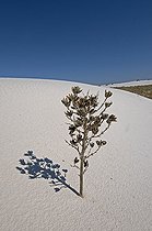Biosphoto | 1249398 | Dune de sable et Yucca sous le sable White Sands NM USA | &copy; Daniel Heuclin / Biosphoto
