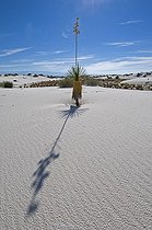 Biosphoto | 1249397 | Dune de sable et Yucca White Sands NM USA | &copy; Daniel Heuclin / Biosphoto