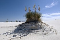 Biosphoto | 1249400 | Dune de sable et Yucca White Sands NM USA | &copy; Daniel Heuclin / Biosphoto