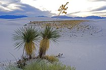 Biosphoto | 1249403 | Dune de sable et Yucca White Sands NM USA | &copy; Daniel Heuclin / Biosphoto