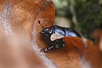 Biosphoto | 1254628 | Dung Beetle advancing on the ground with autumn leaves  | &copy; Patrick Glaume / Biosphoto