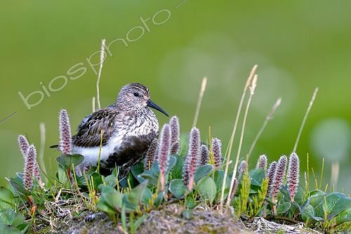 Biosphoto | 2545833 | Dunlin (Calidris alpina) in the tundra of Hurry fjord, Scoresbysund, Greenland | &copy; Pierre Vernay / Biosphoto