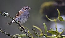 Biosphoto | 2419793 | Dunnock (Prunella modularis) on a branch, Regional Natural Park of Vosges du Nord, France | &copy; Michel Rauch / Biosphoto