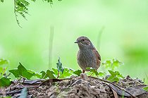 Biosphoto | 2450485 | Dunnock (Prunella modularis) on ground, Pordic, Bretagne, France | &copy; Marc Tisseau / Biosphoto