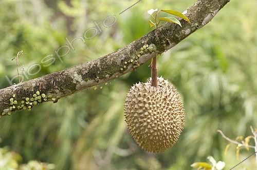 Biosphoto | 2279052 | Durian (Durio zibethinus) fruit on branch, Thailand | &copy; Henry Ausloos / Biosphoto